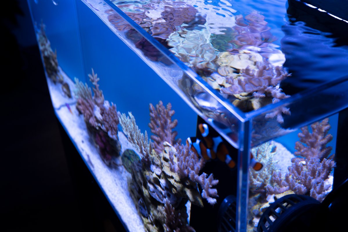 ADA 60P Reef Top Reduced.jpg