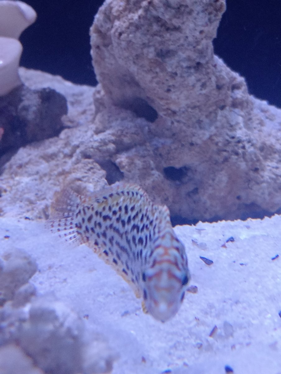 adult meleagris leopard wrasse.jpg