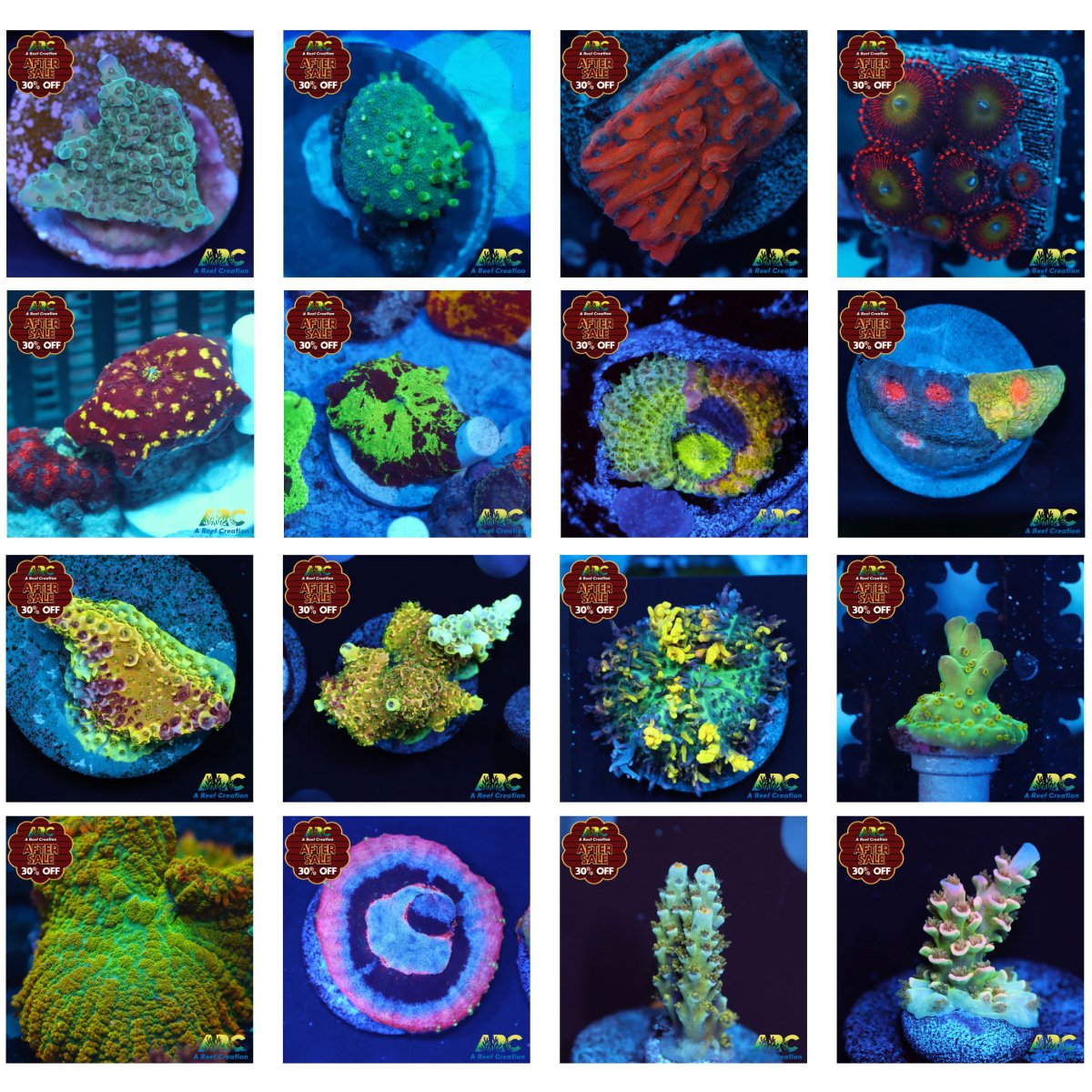 after-corals.jpg