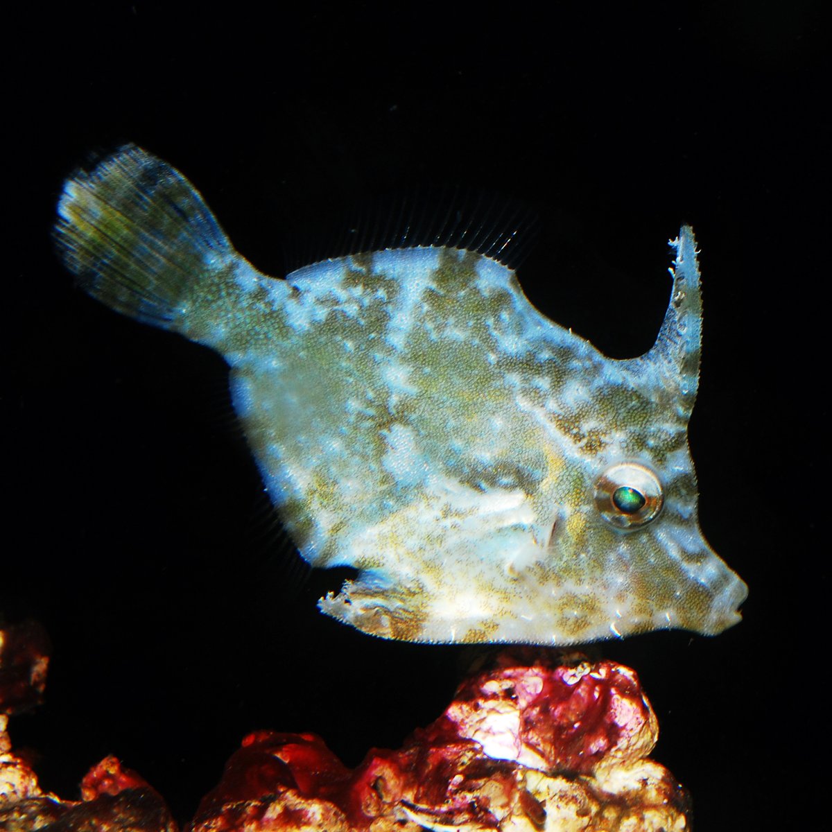 Aiptasia filefish.jpg