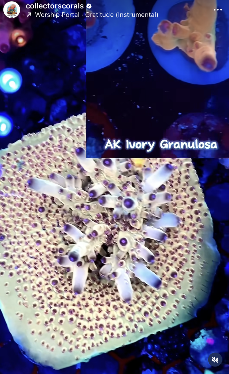 AK_Ivory_Granulosa.png