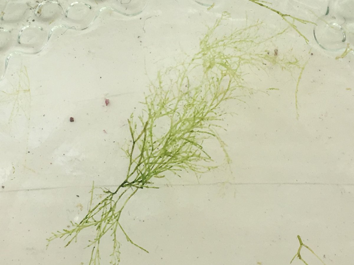 algae branch.JPG