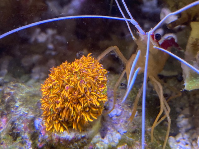 Amazeballs Goniapora and Cleaner Shrimp.jpg