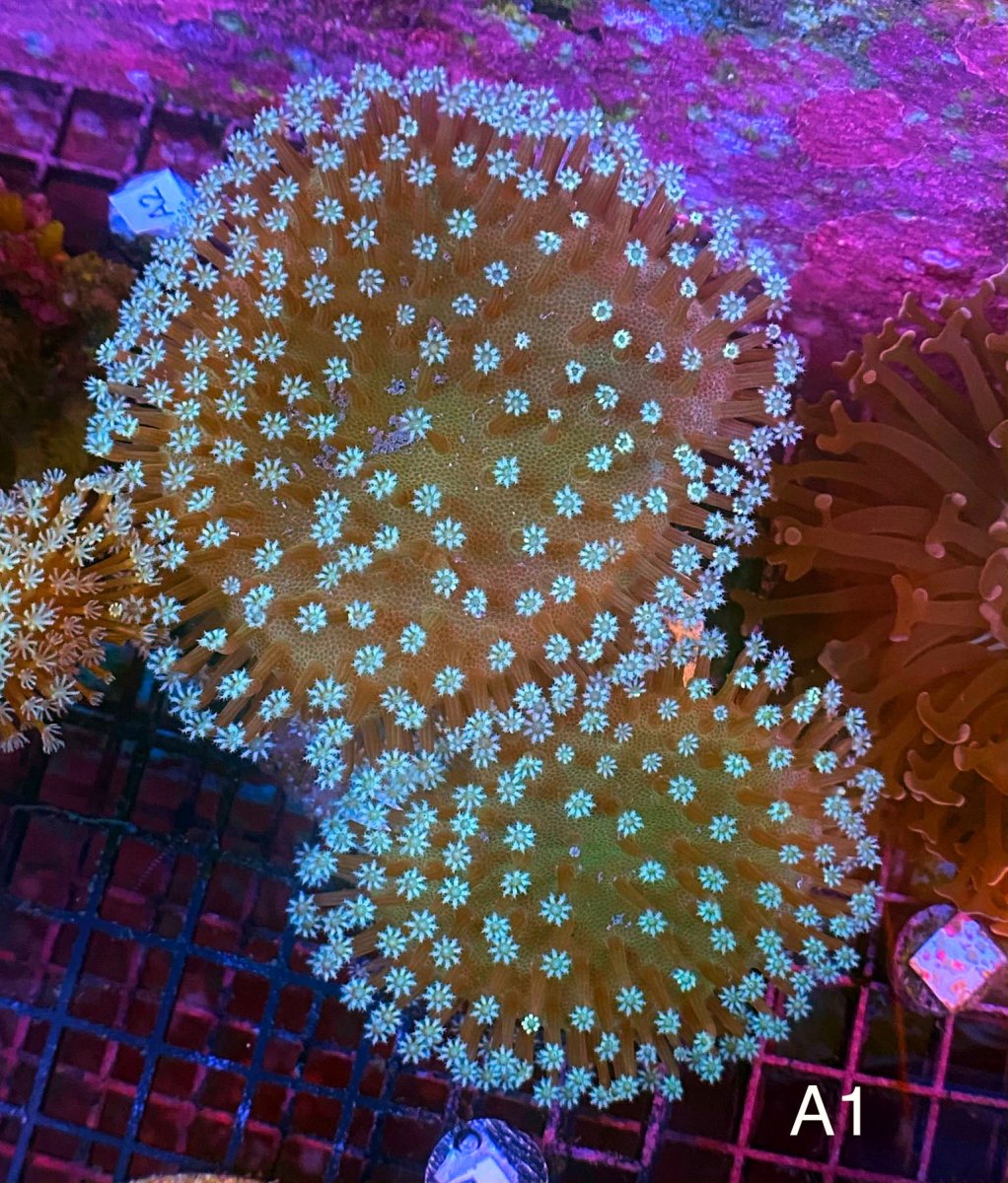 AmazingAussieLeatherCoral-_75_3.jpg