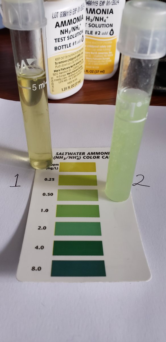 Ammonia test.jpg