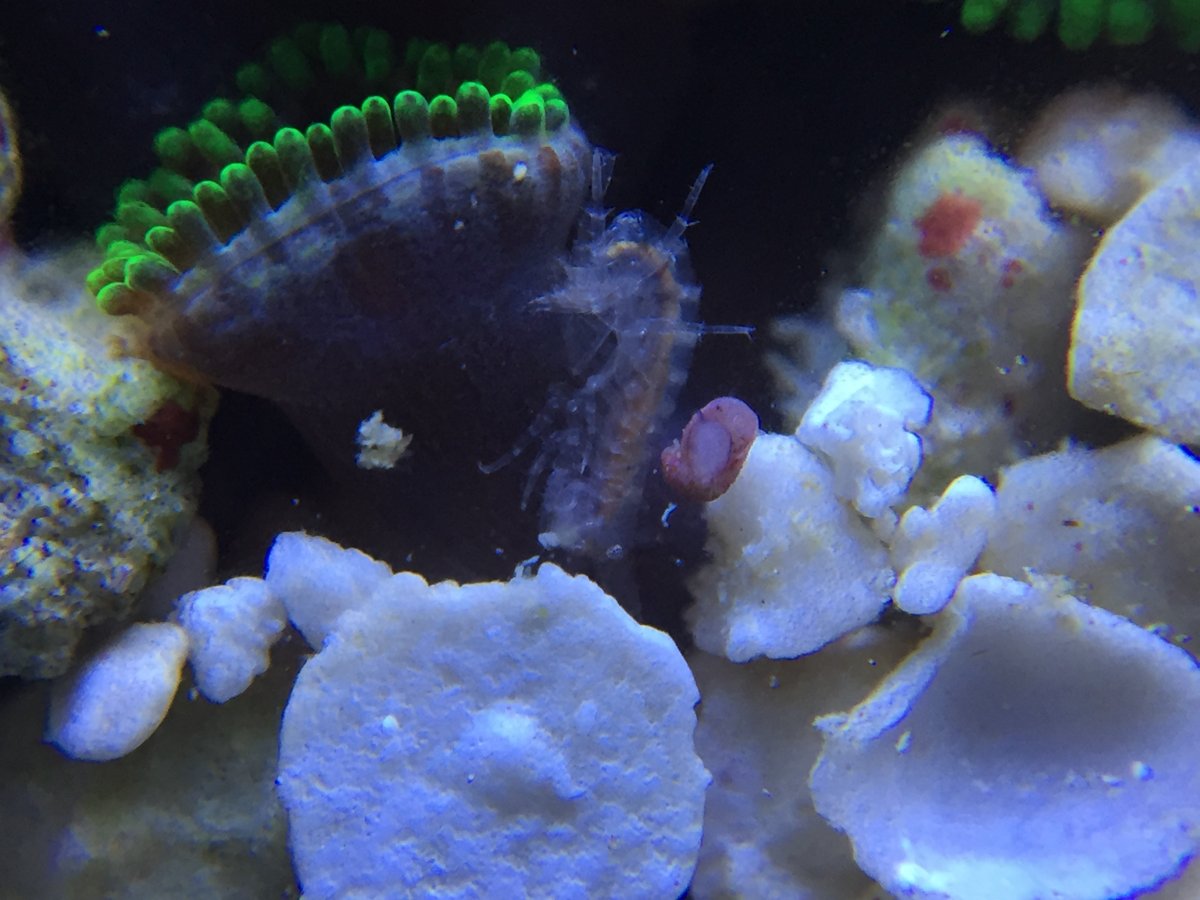amphipod hanging with baby snail.JPG