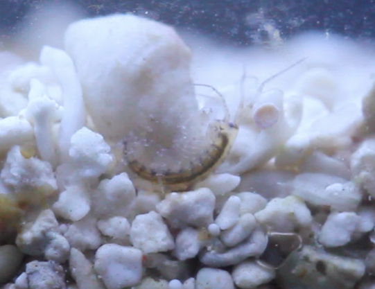 Amphipod-in-Reef-Aquarium.png