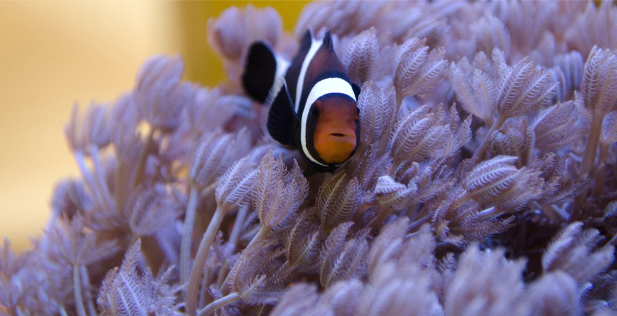 Amphiprion-ocellaris-1.jpg