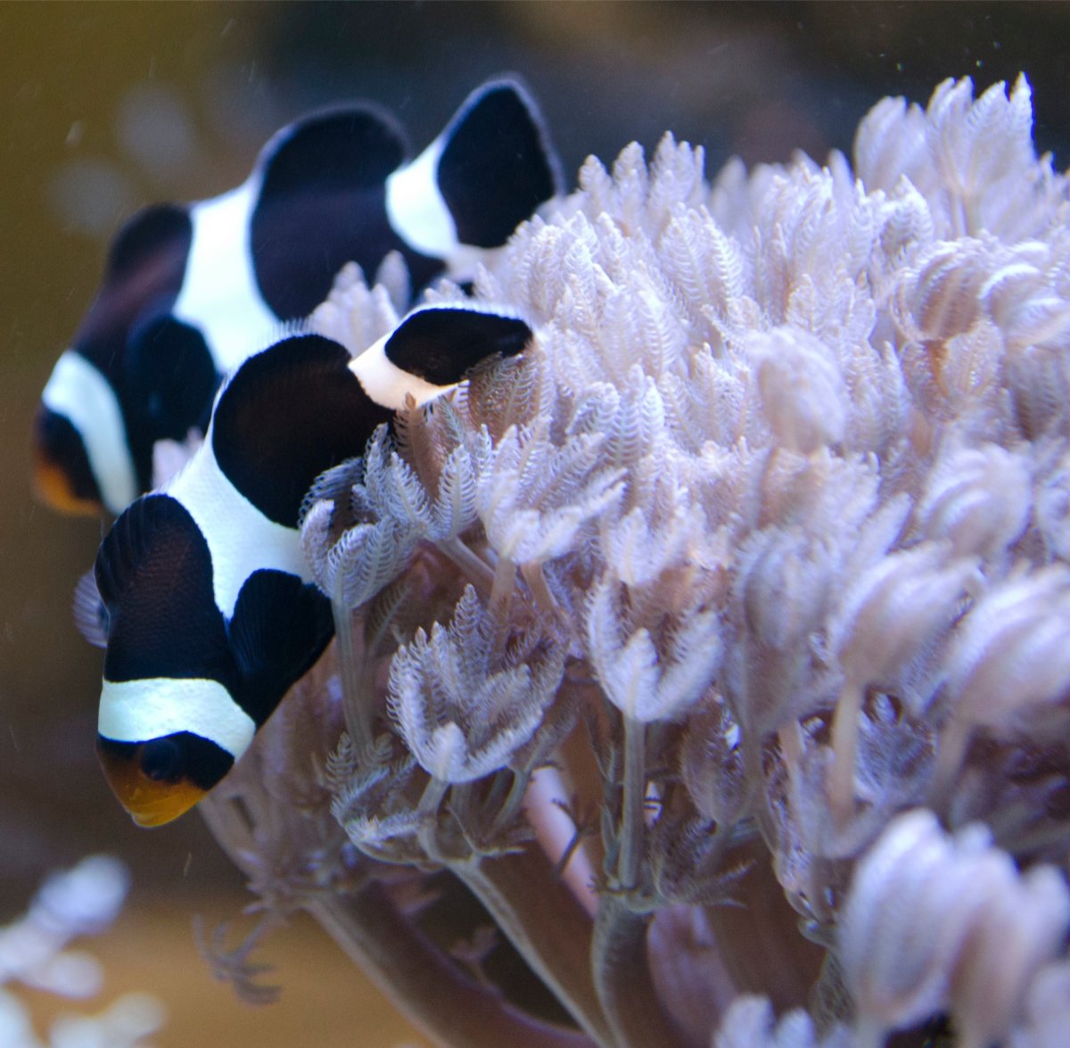 Amphiprion-ocellaris-3.jpg