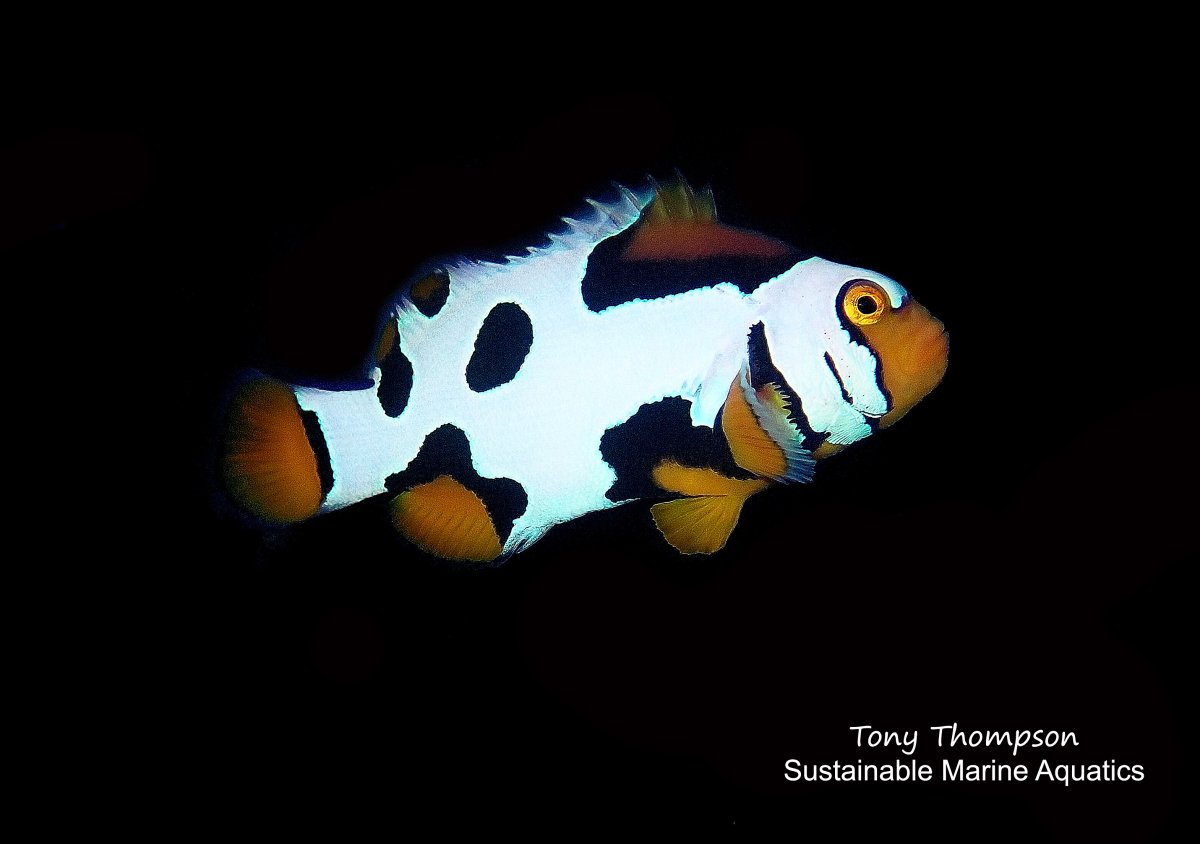 Amphiprion ocellaris Clown picasso .jpg