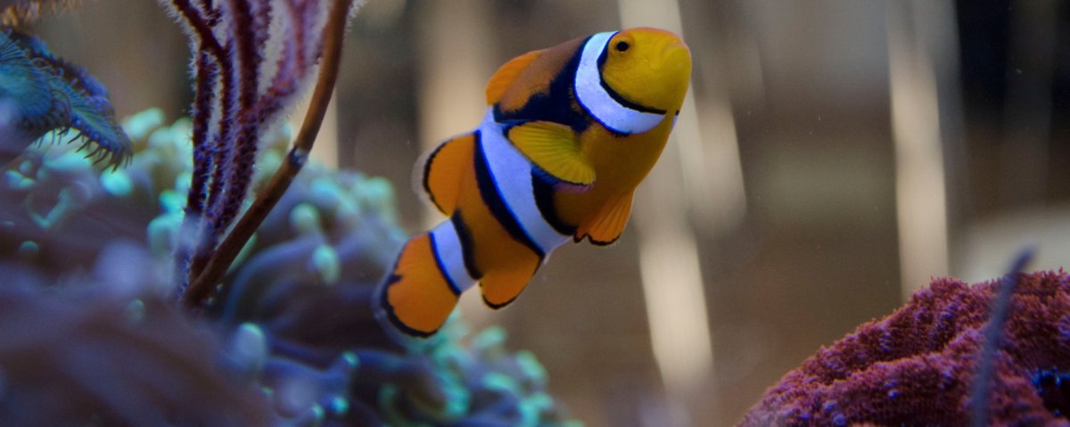 Amphiprion-percula-1.jpg