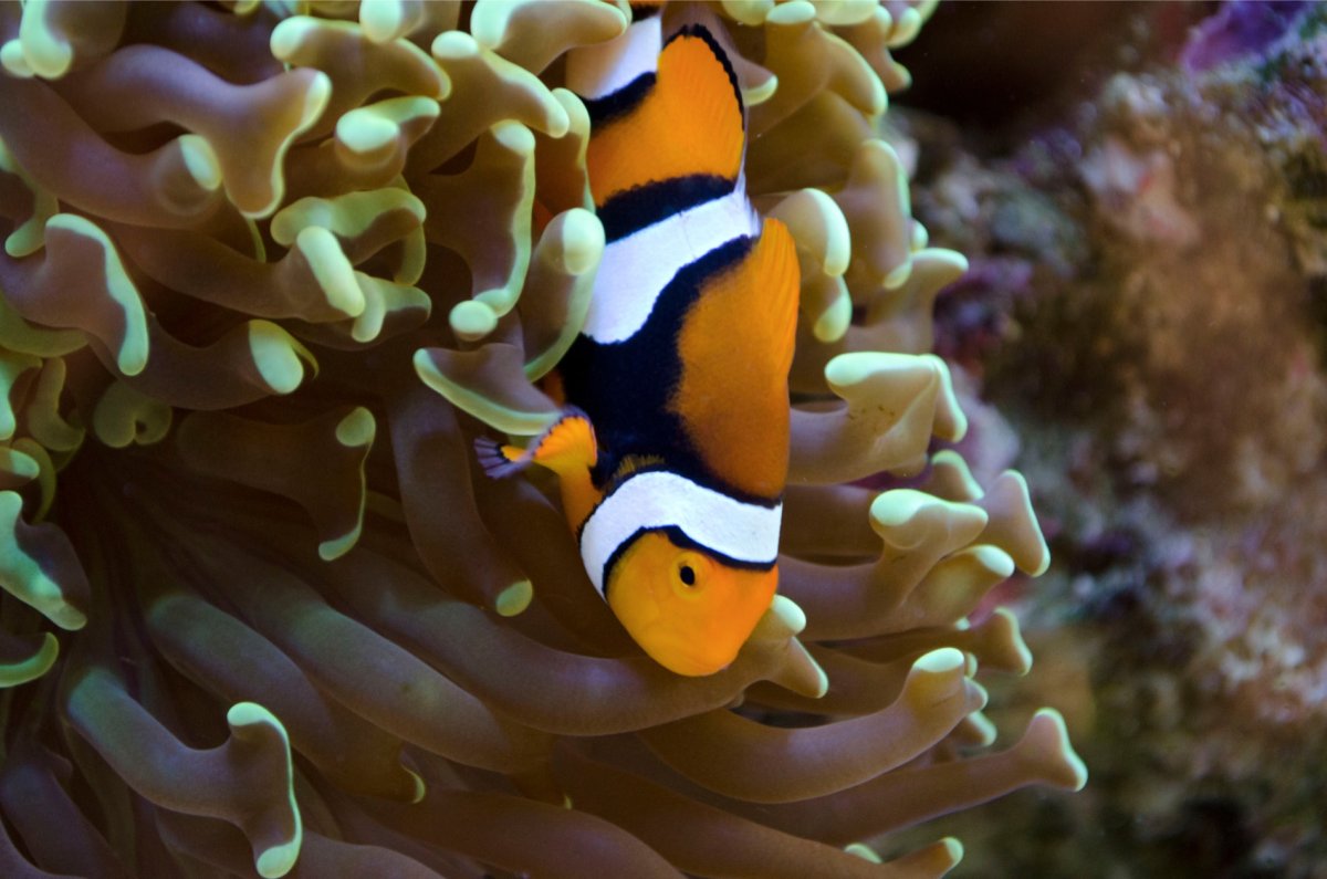 Amphiprion-percula-3.jpg