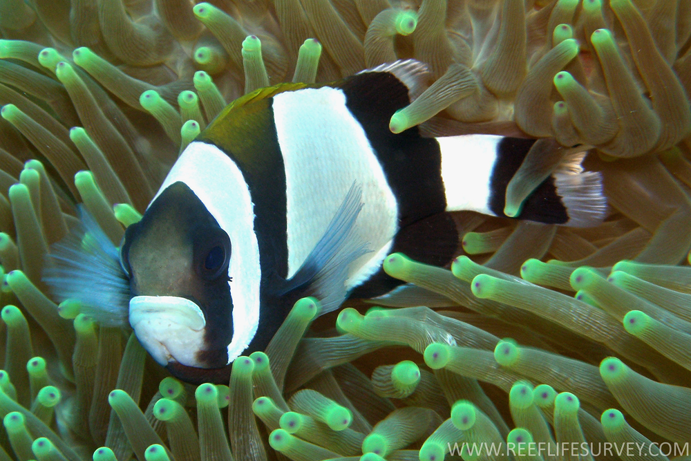 Amphiprion_latezonatus,_Norfolk.jpg