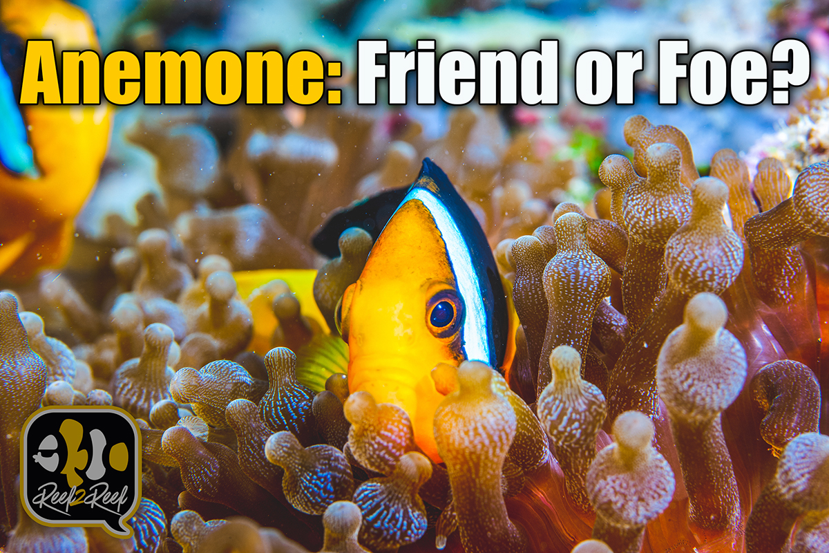 ANEMONE FRIEND OR FOE.jpg