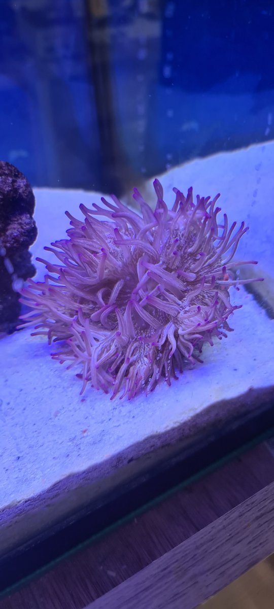 anemone.jpeg