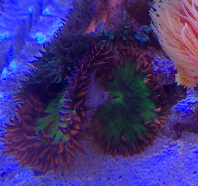 anemone.jpg