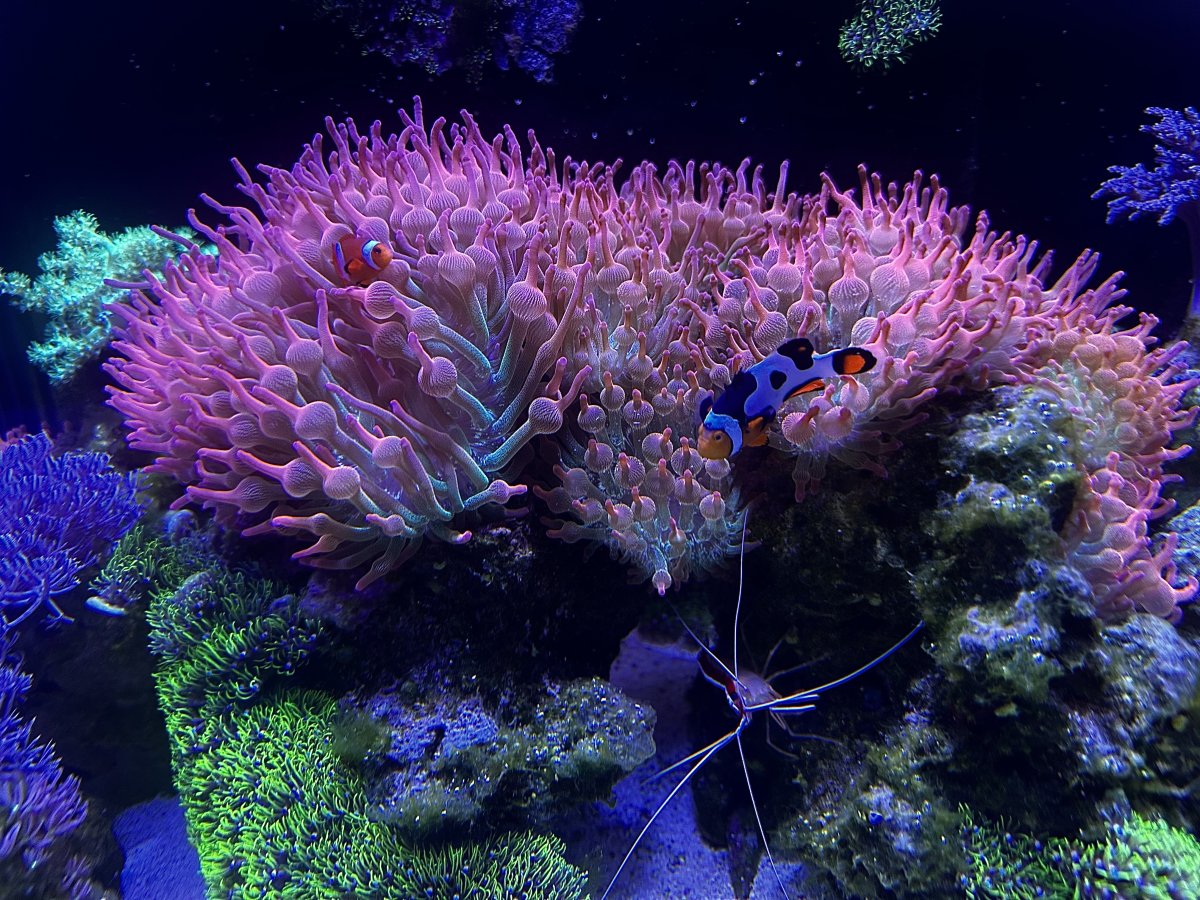 anemones.jpg