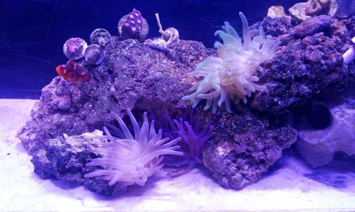 Anemones.jpg