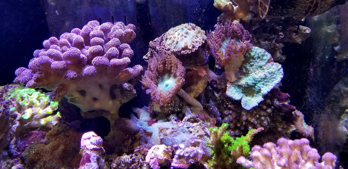 anemones.jpg