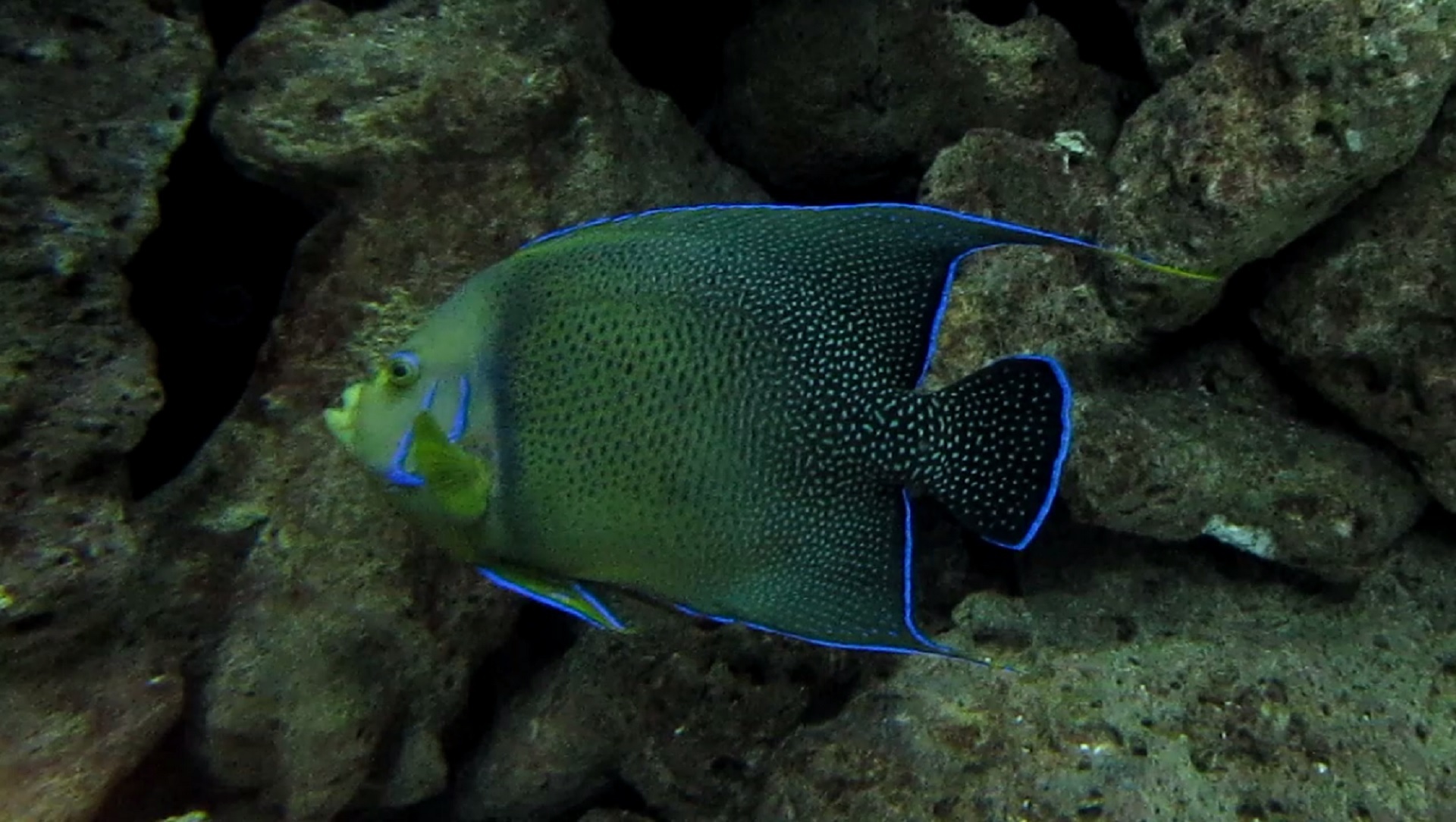 angelfish-404337.jpg