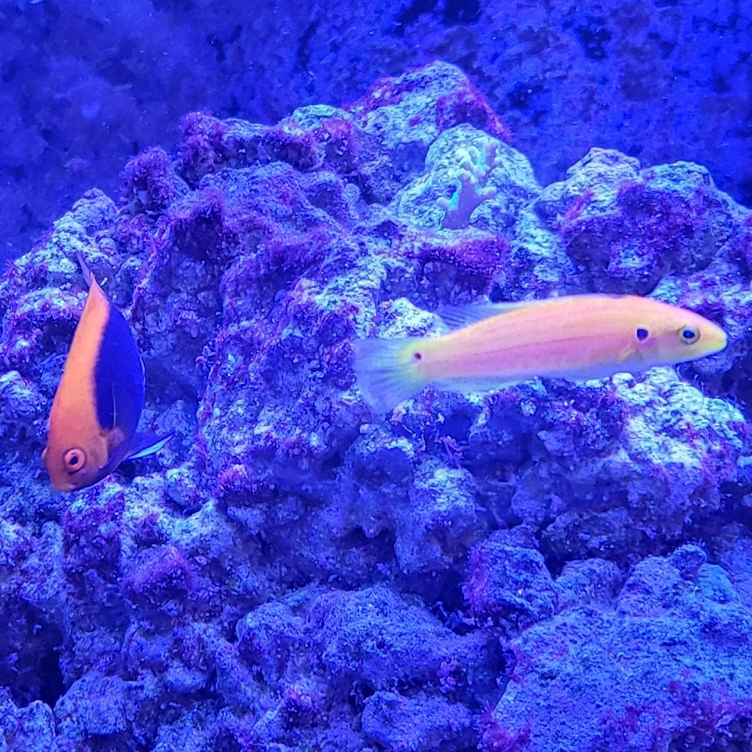 Angelfish & Hogfish 1.jpg