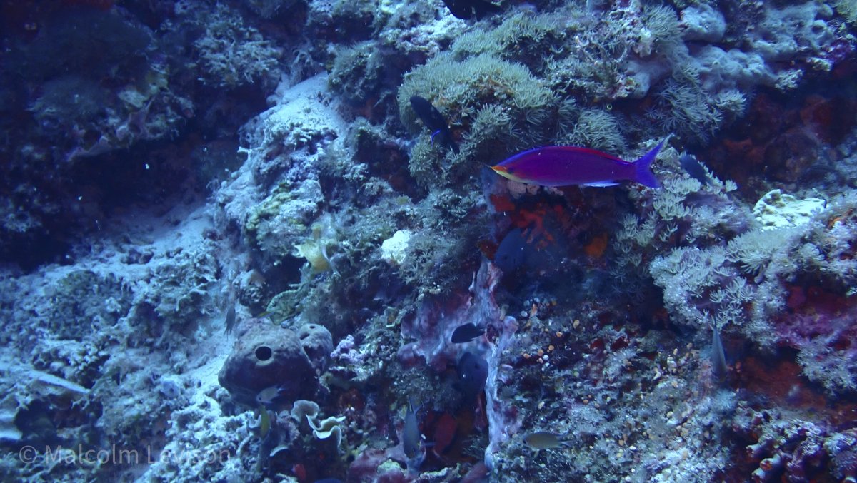 Anthias 1.jpg