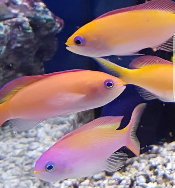 Anthias B.jpg