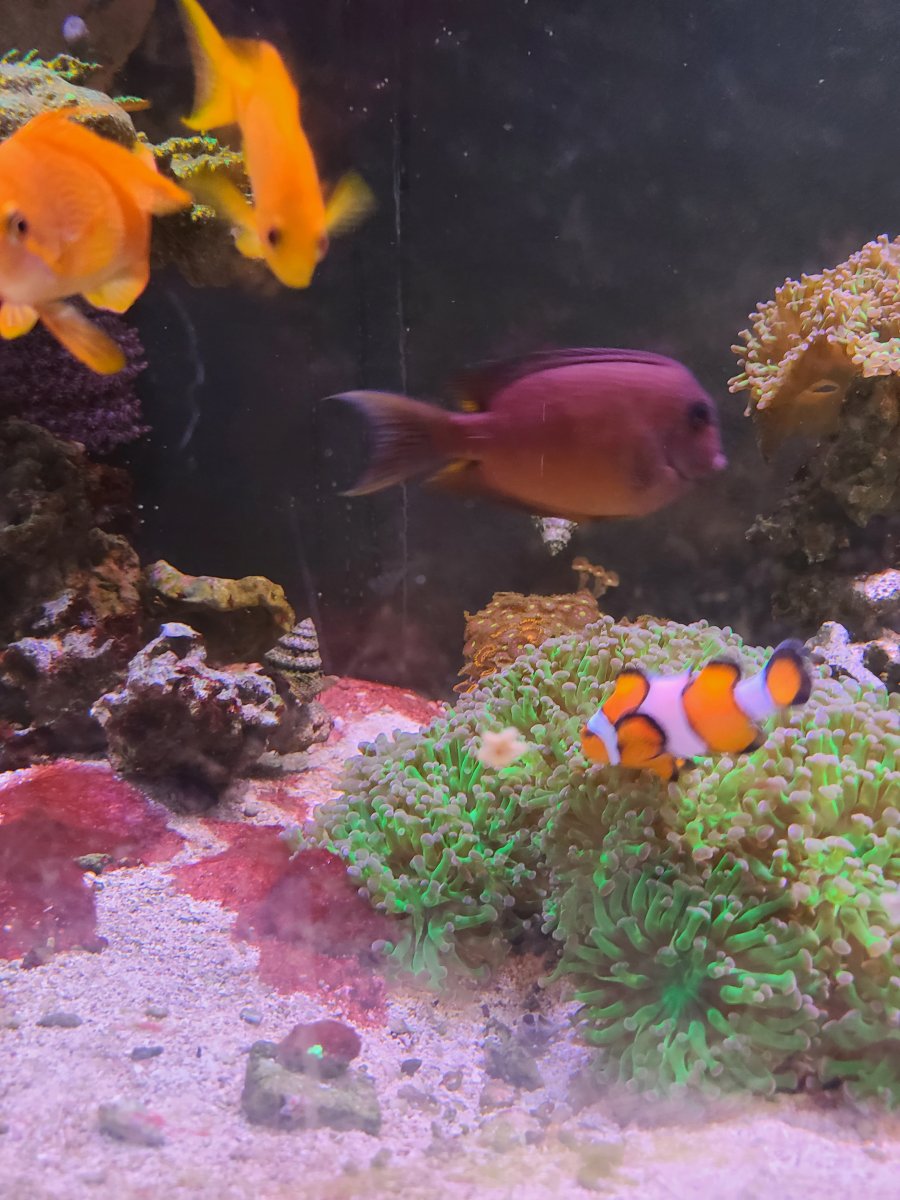 ANTHIAS CLOWN BLUE EYE KOLE TANG.jpg