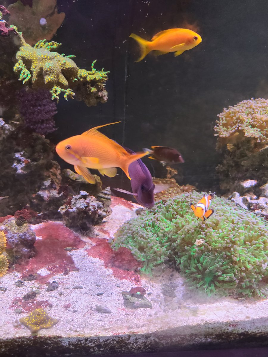 ANTHIAS CLOWN TOMINI TANG ATLANTIC BLUE TANG.jpg