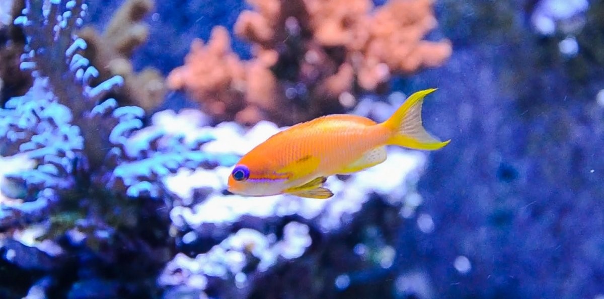 anthias D.jpg