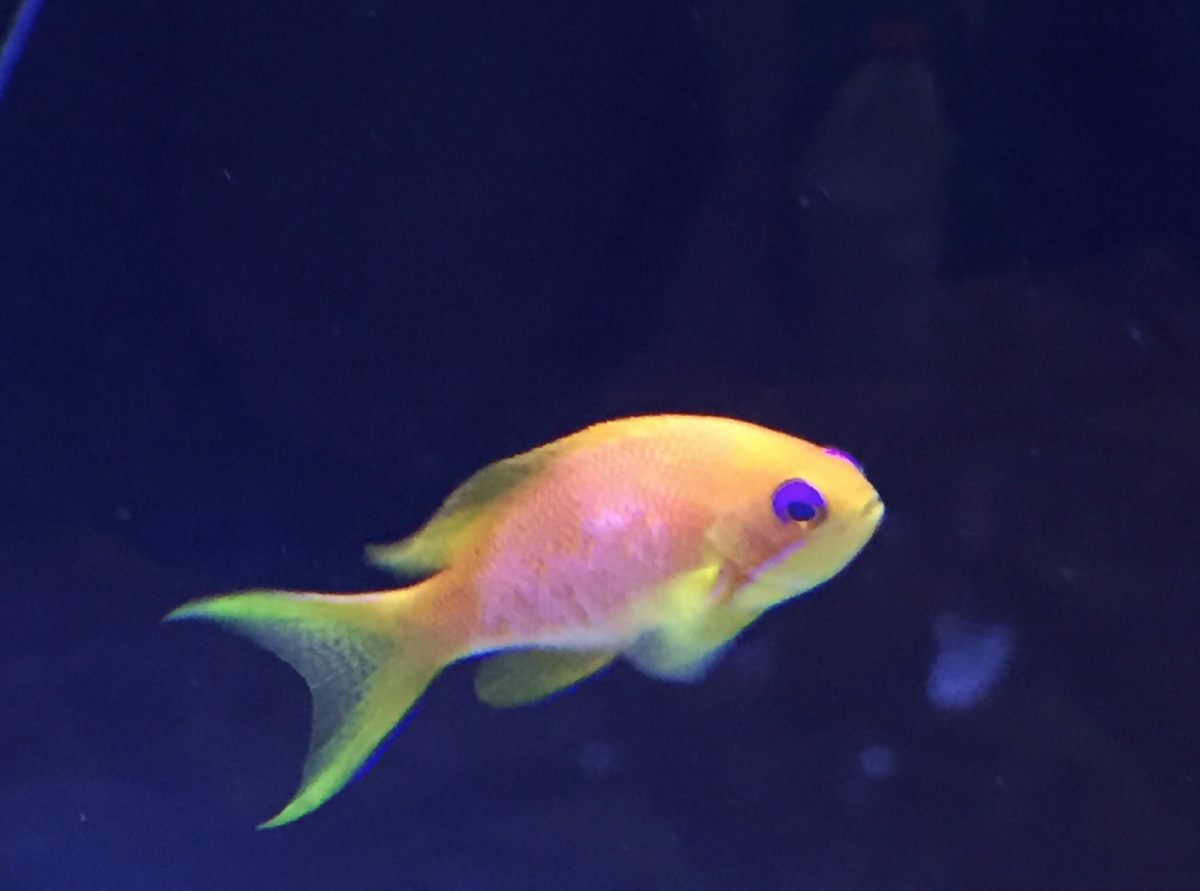 Anthias e.png