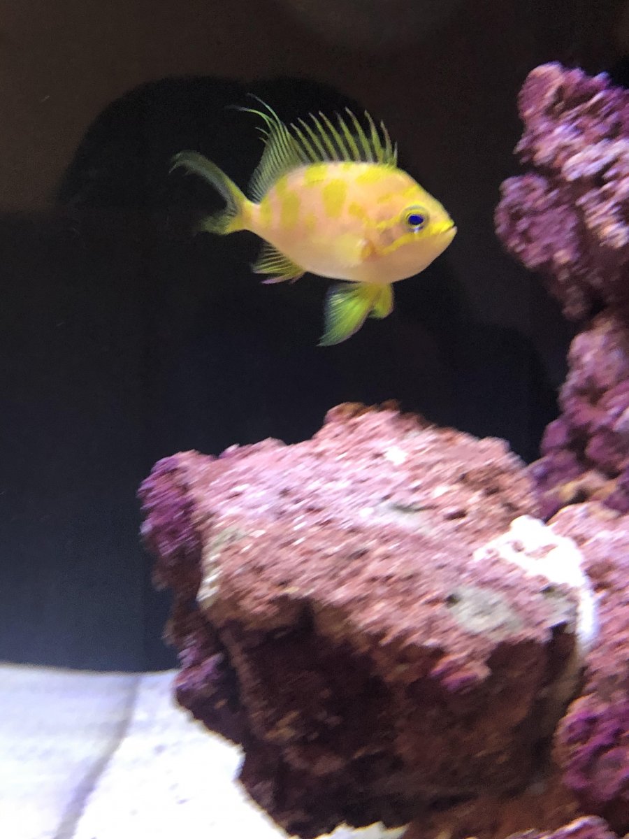 anthias.jpg