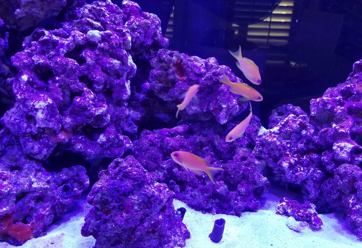 Anthias.jpg