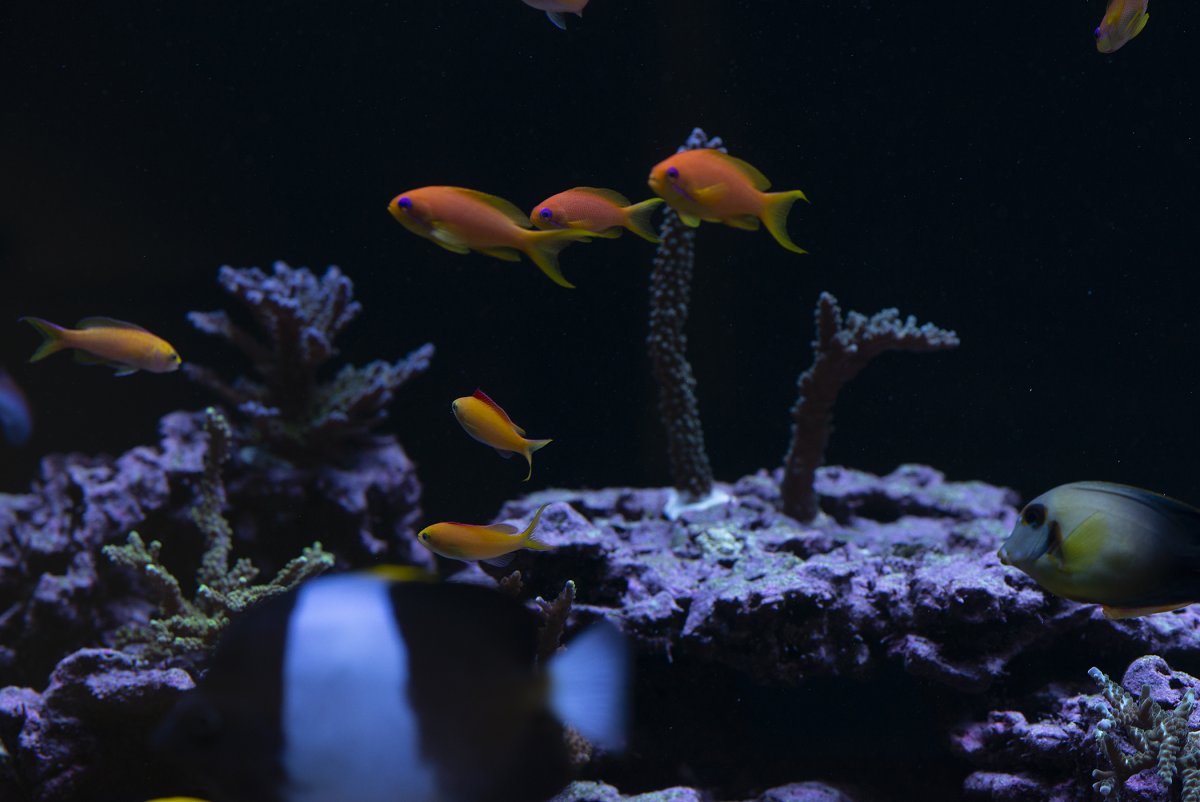 anthias.jpg