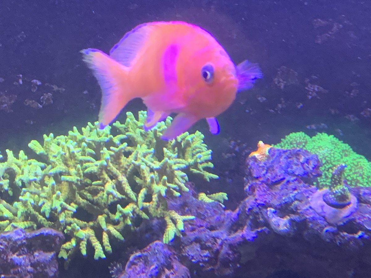 anthias.jpg