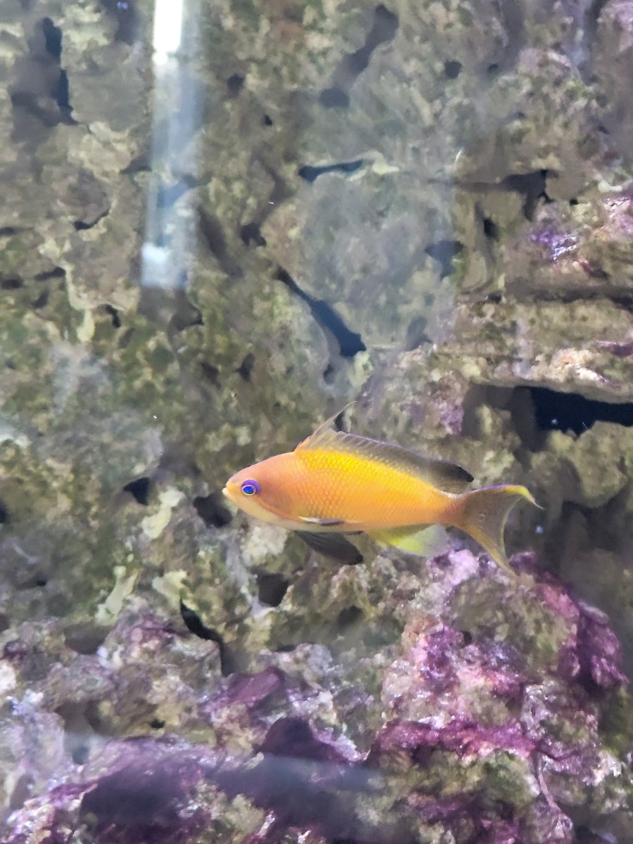 Anthias.jpg