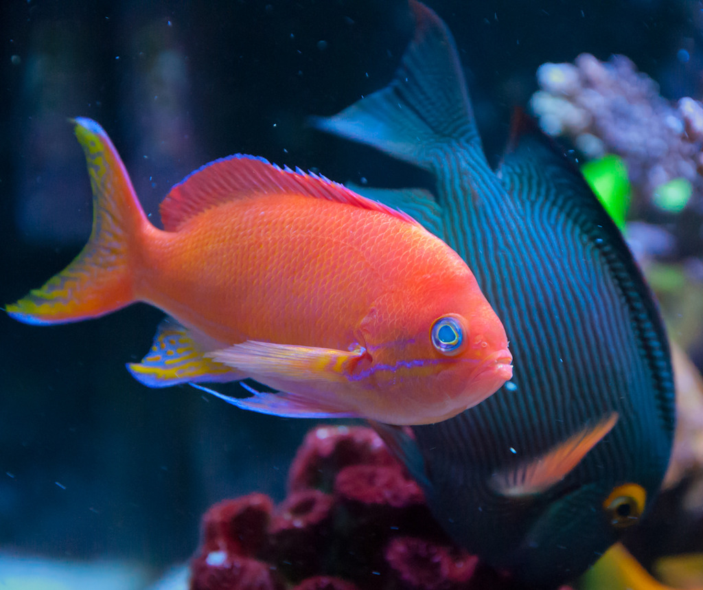 anthias.jpg