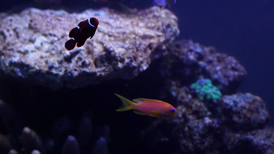 Anthias.jpg