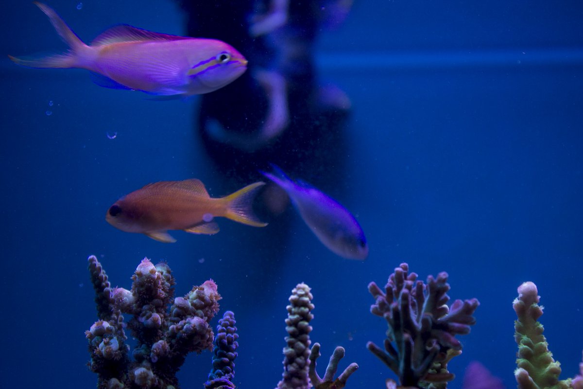 anthias1.jpg