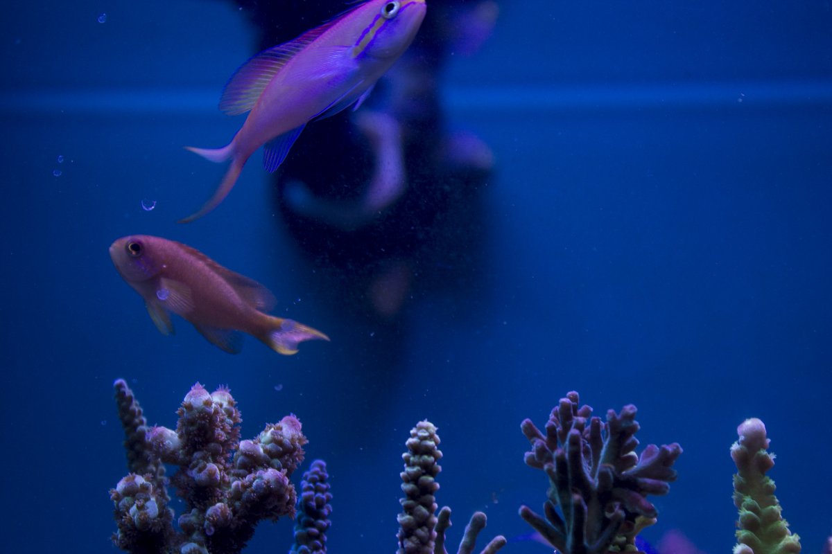 anthias2.jpg