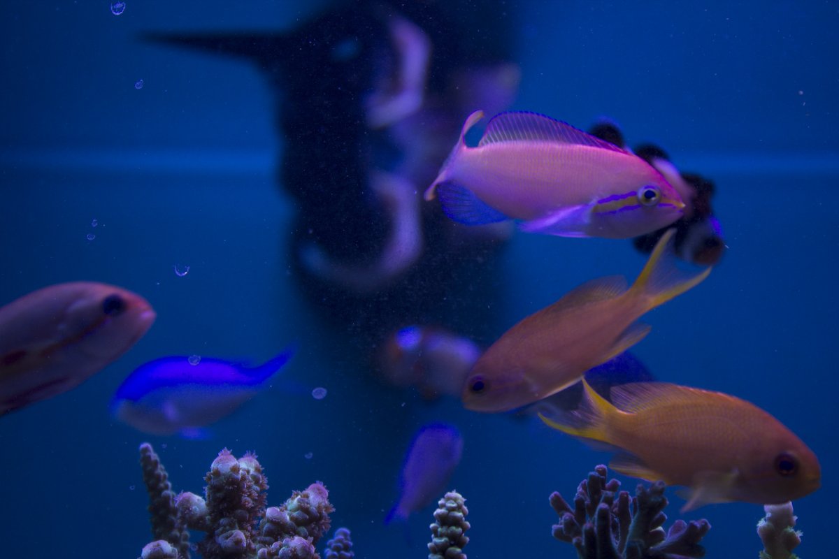 anthias3.jpg