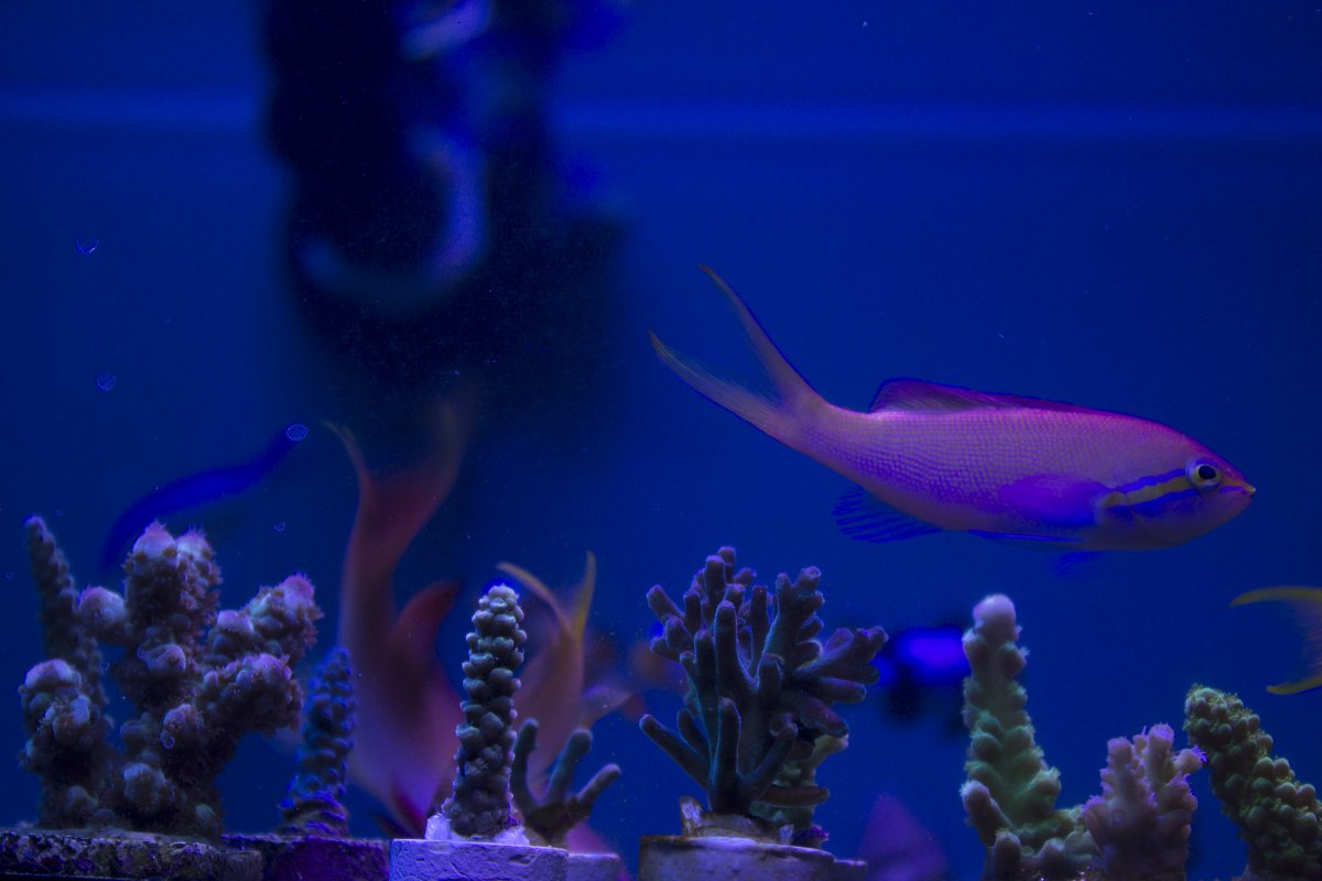 anthias4.jpg