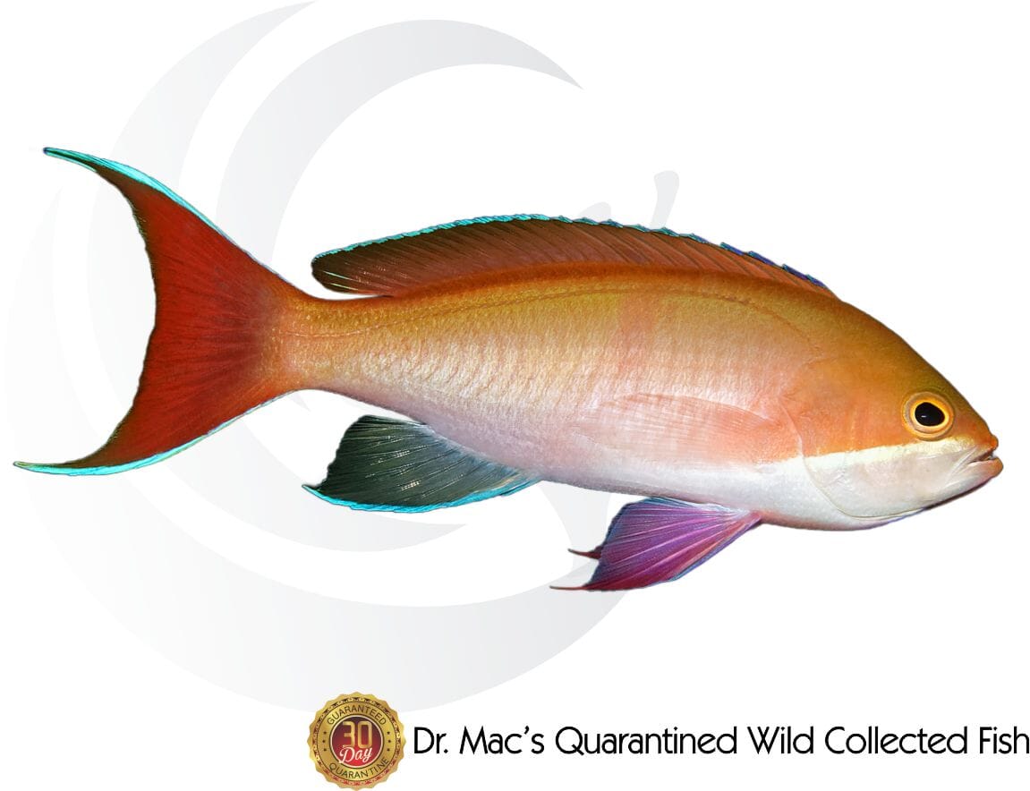 Anthias_AussieFlamePsuedoCooperi_1200x.jpg