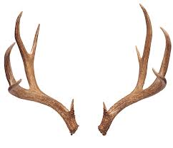 ANTLERS.jpg