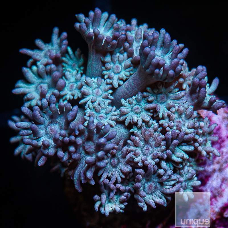 Aqua Blue Goniopora 69 24.JPG