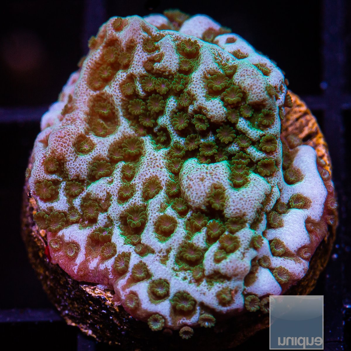 Aqua Montipora 39 10.JPG