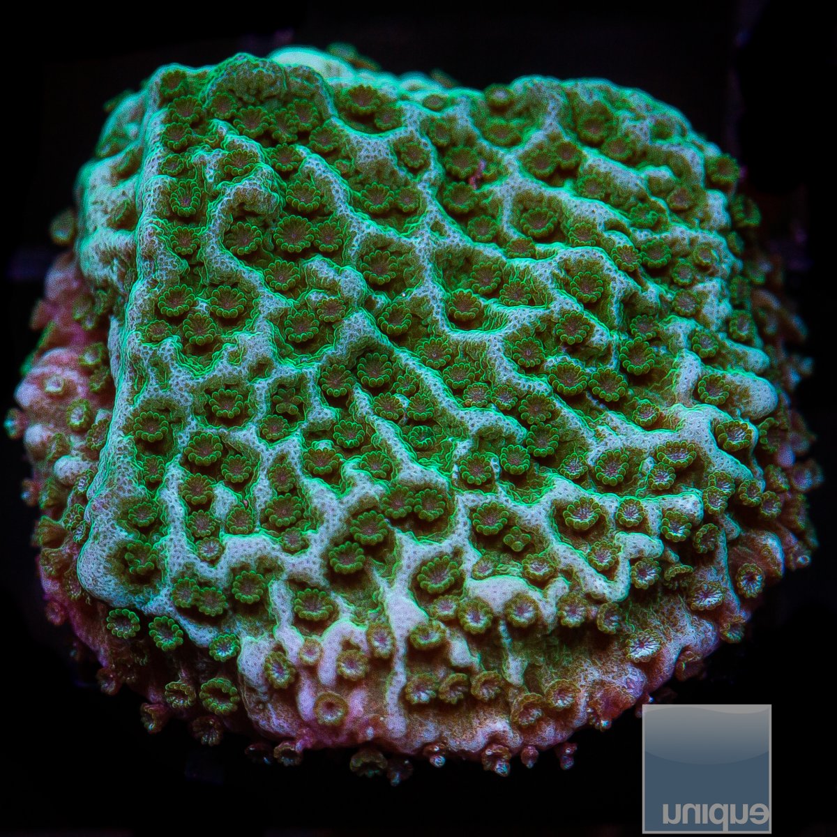 Aqua Montipora 46 24.JPG