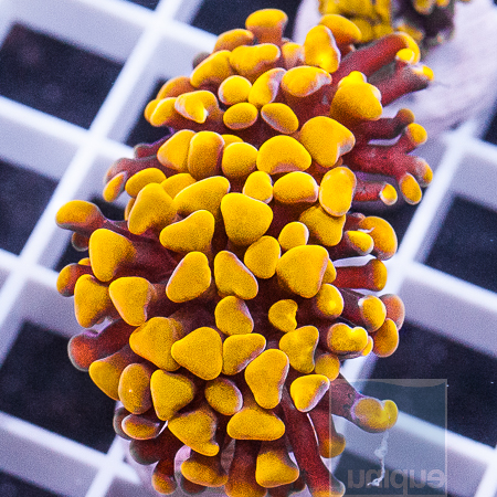 Aquaculture branching indo orange hammer.jpg