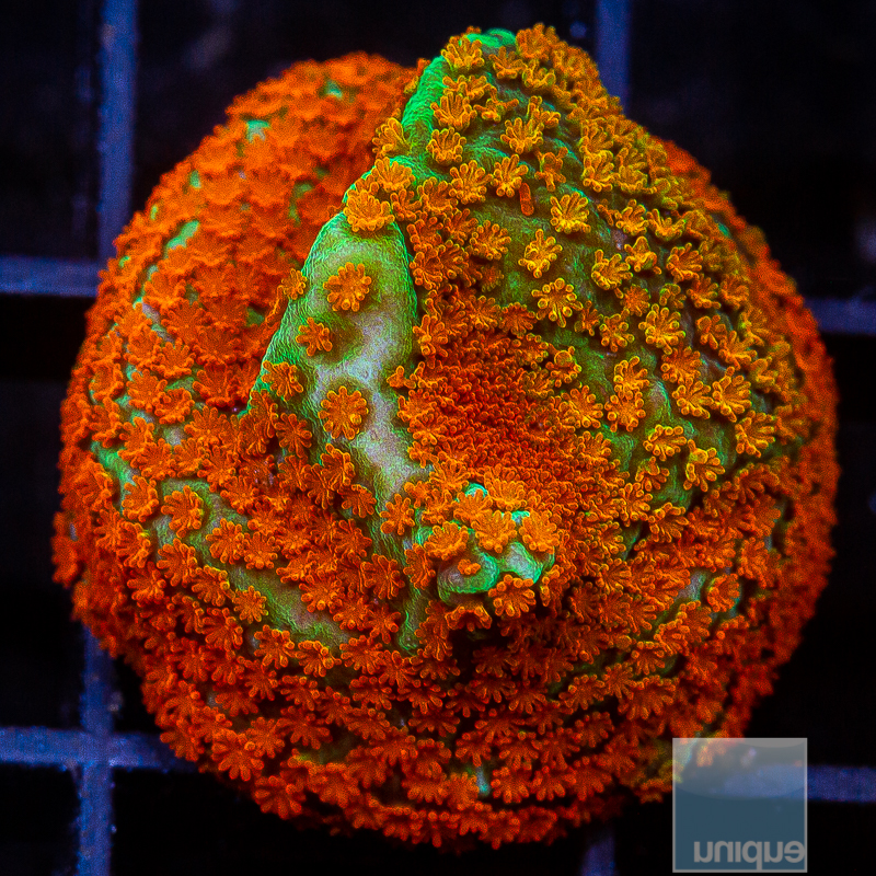 Aquaman Montipora 59 38.JPG