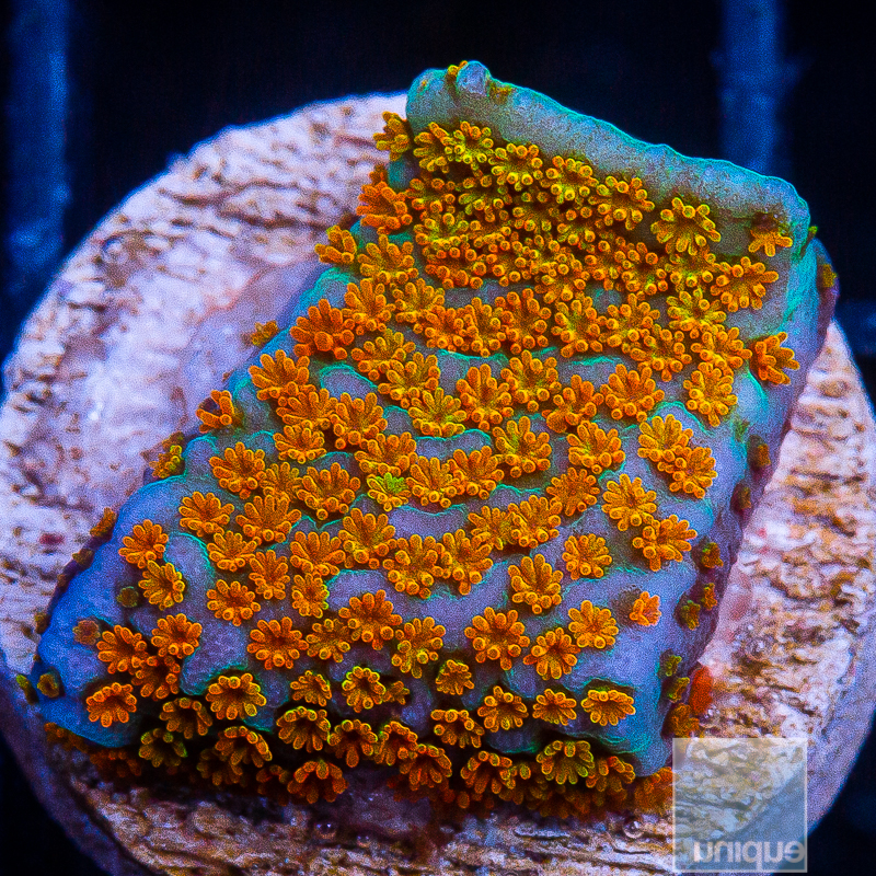 Aquaman Montipora 59 42.JPG